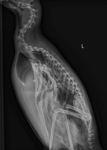 A radiograph of a penguin