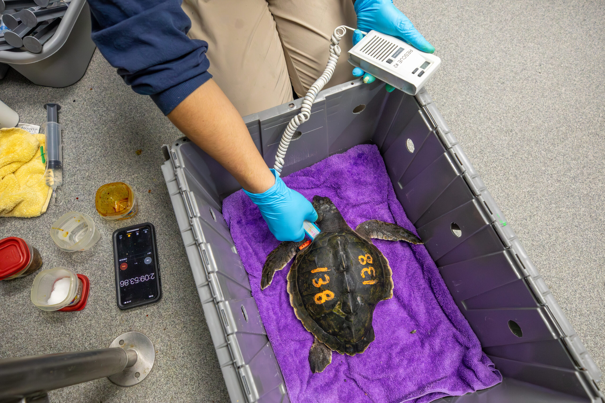 An overhead view of a Kemp's ridley sea turtle that is missing a flipper
