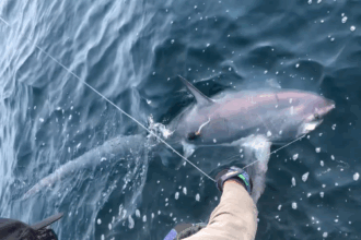 Tale of the Whiptail: Unlocking Mysteries of Common Thresher Shark Movements