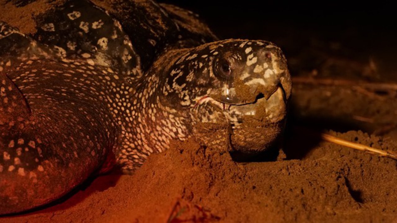 Close-up of a leatherback sea turtle partially buried in sand under reddish light.