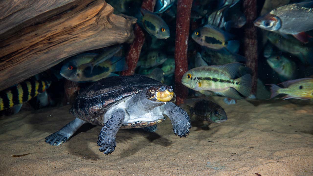 A turtle swims underwater surrounded by fish