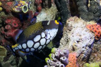 A clown triggerfish swims among colorful coral