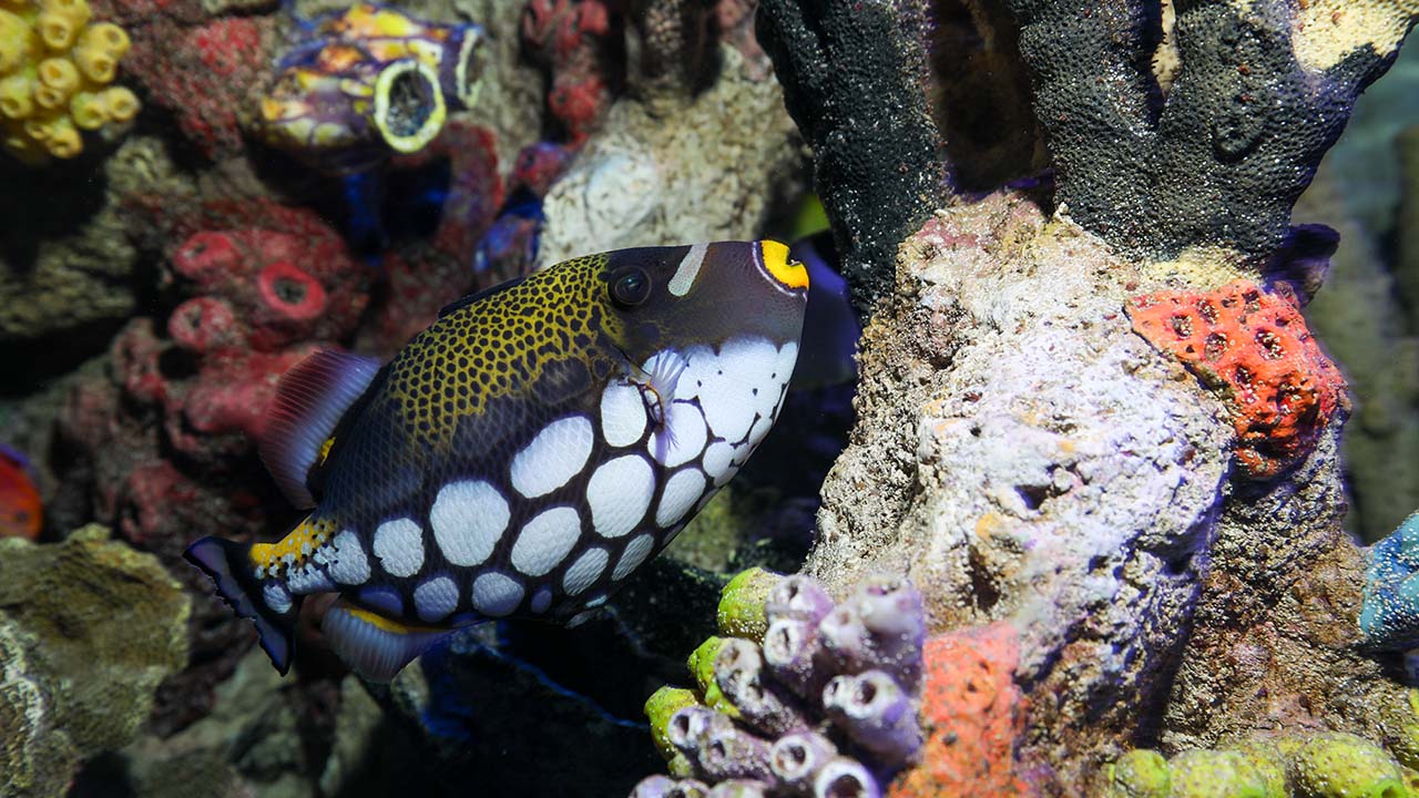A clown triggerfish swims among colorful coral