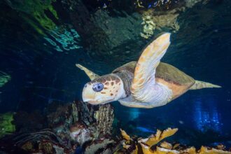 A loggerhead sea turtle swimming in an aquarium
