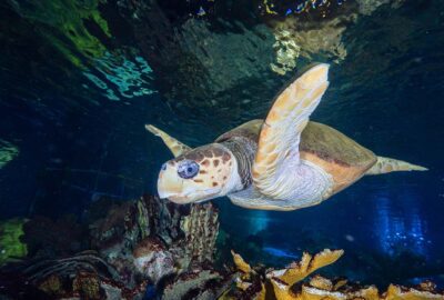 A loggerhead sea turtle swimming in an aquarium