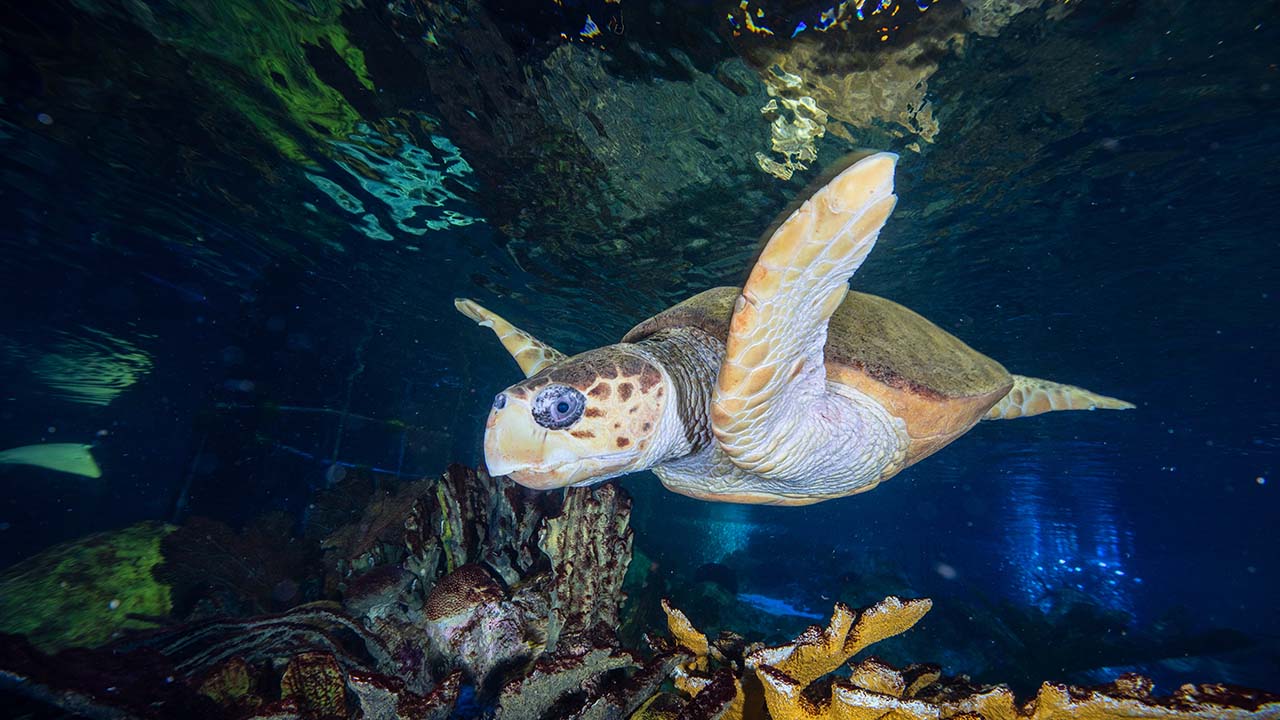 A loggerhead sea turtle swimming in an aquarium