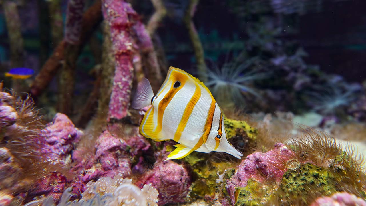 Copperband butterflyfish swimming among colorful coral