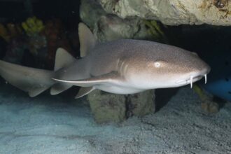 A nurse shark in an aquarium setting