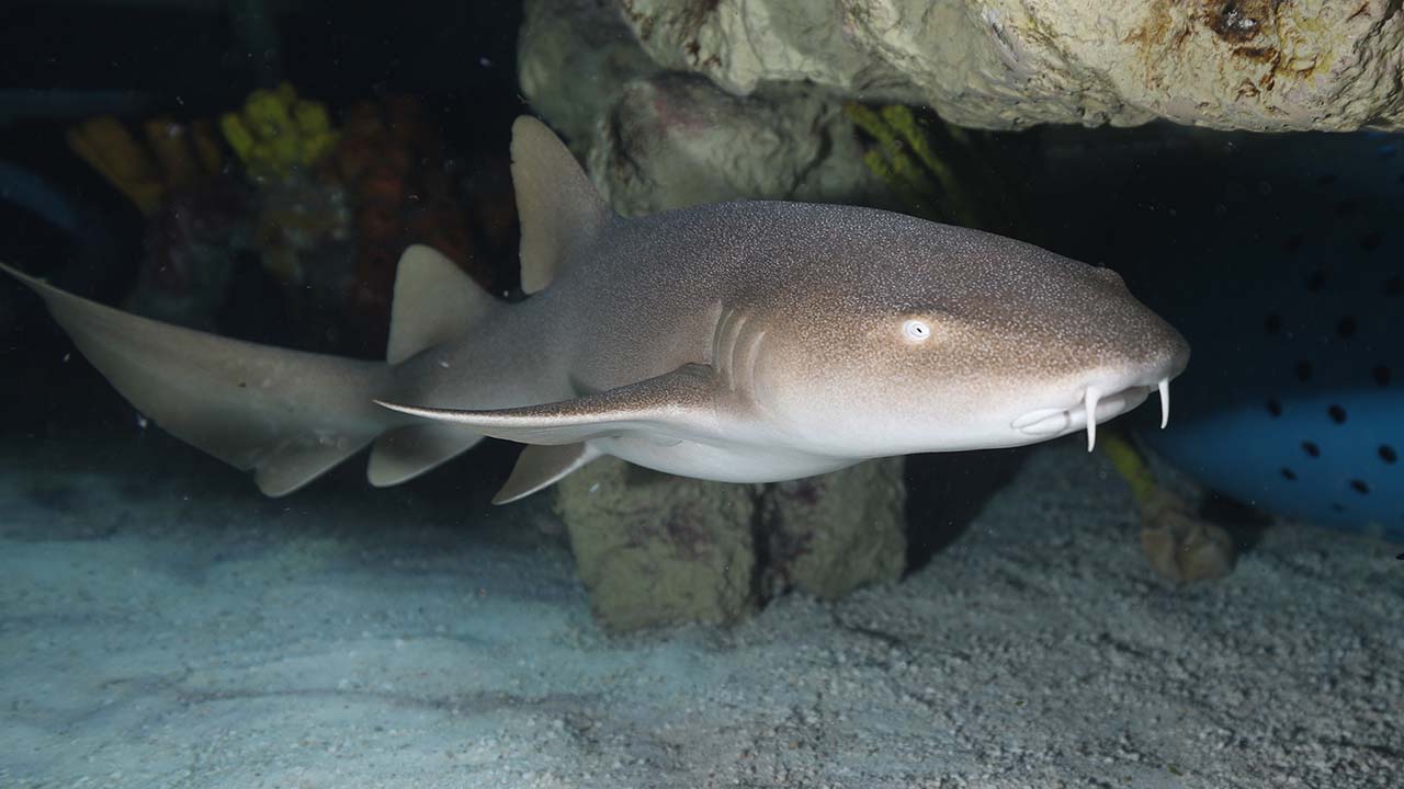 A nurse shark in an aquarium setting