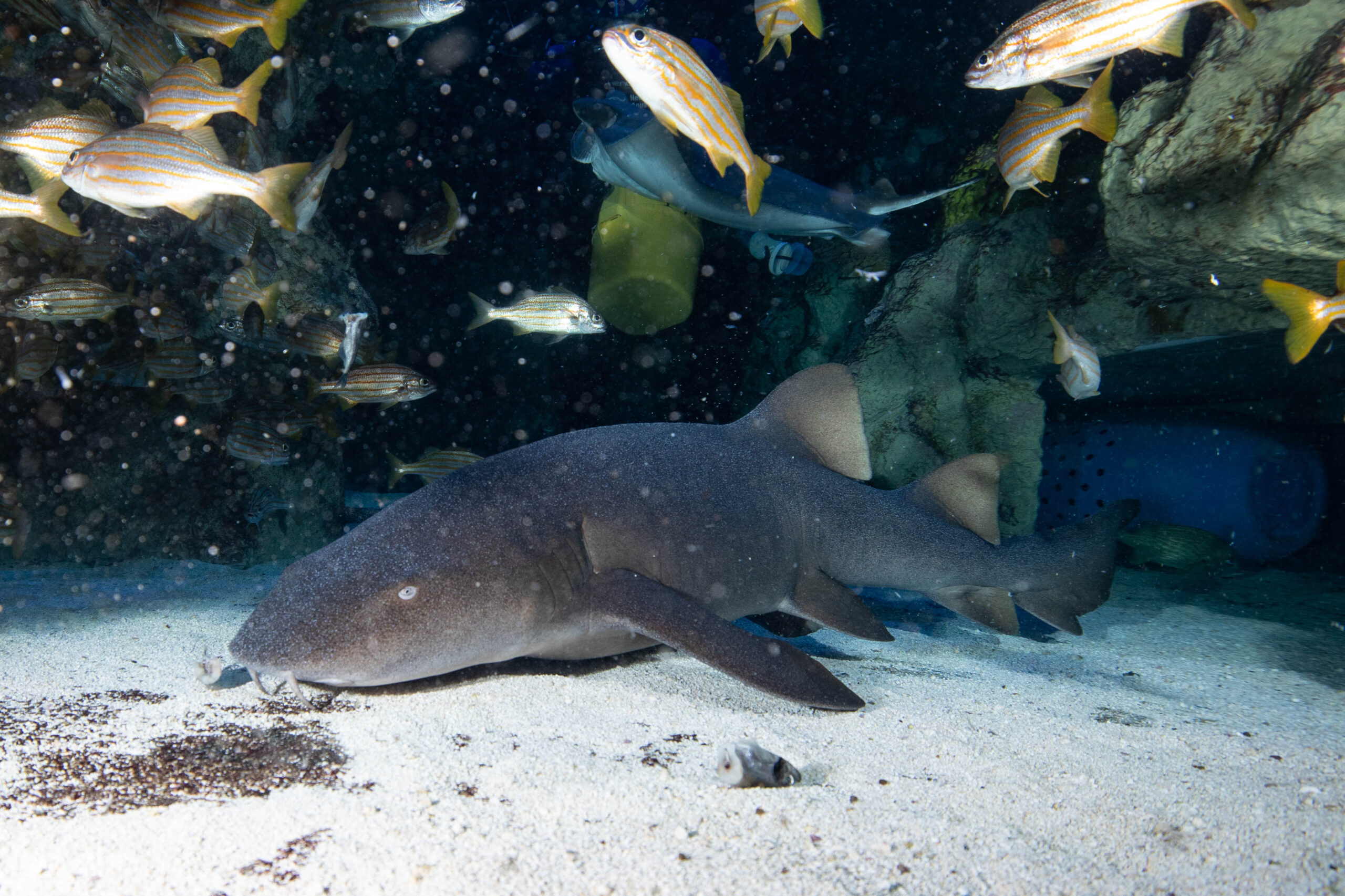 A nurse shark resting at the bottom of the giant ocean tank