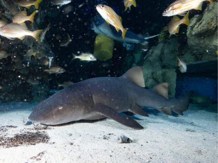 Nurse shark, Cirri, resting at the bottom of the giant ocean tank