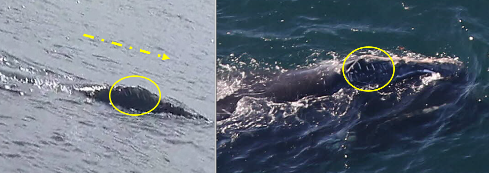 Two photos of the same right whale, side by side. The left photo is the whale spotted in Ireland while the photo on the right was spotted by Boston. 