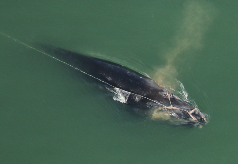 Overhead view of North Atlantic Right Whale, Division, seen entangled with fishing lines around head and through mouth.