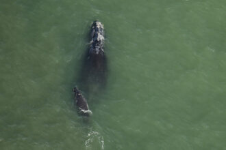 A right whale mother and calf swimming together