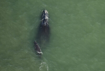 A right whale mother and calf swimming together