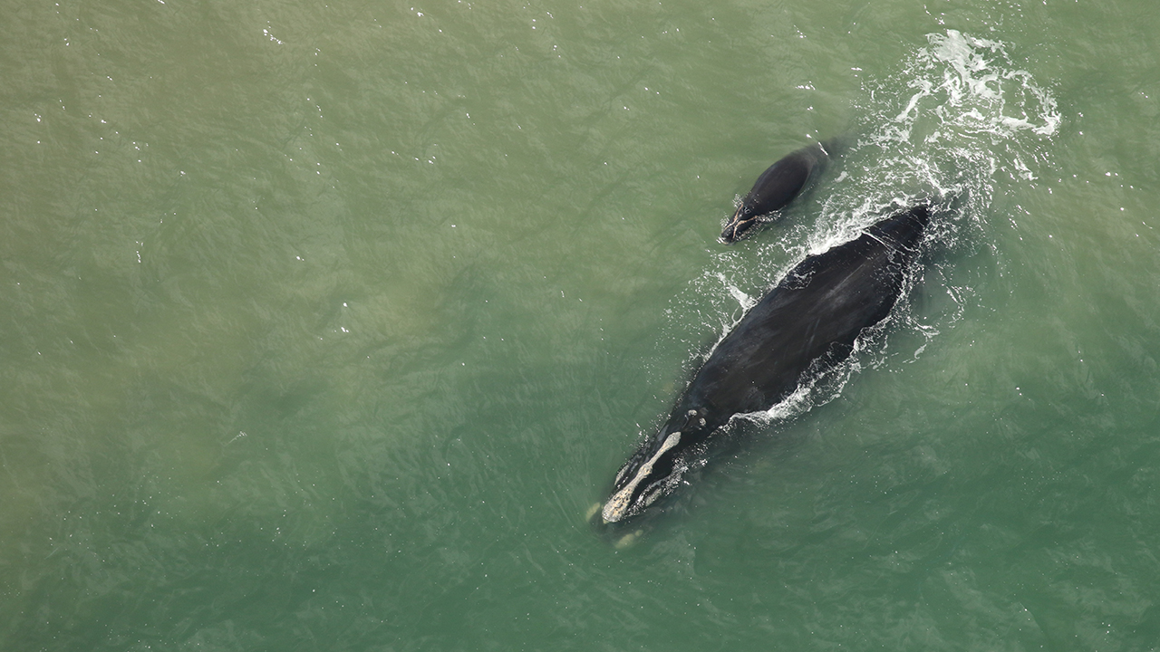 A right whale mother and calf