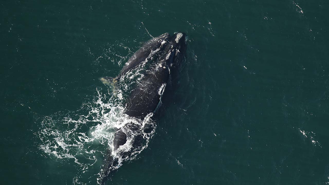 A right whale mother and calf