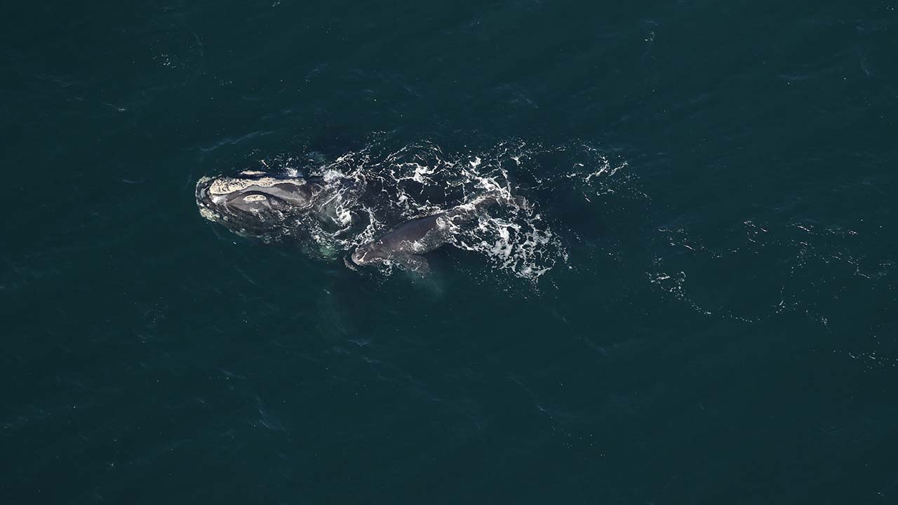 A right whale mother and calf
