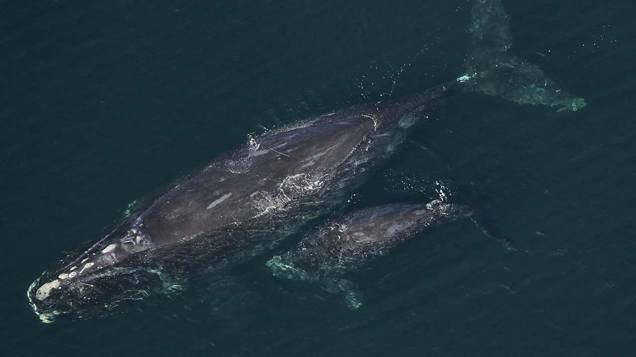 A right whale mother and calf