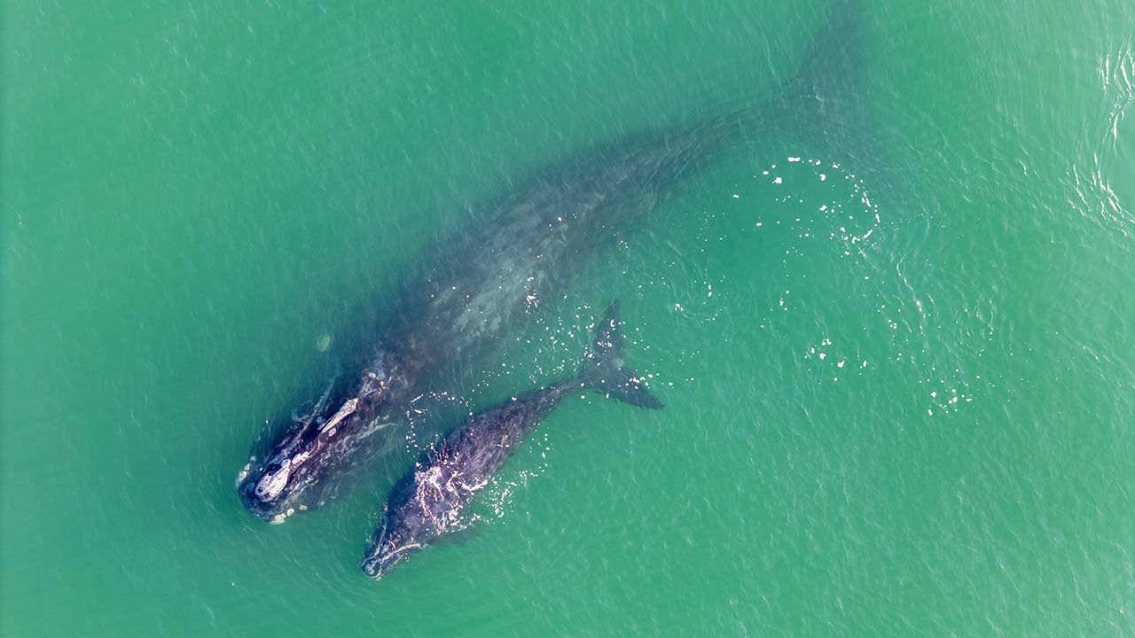 A right whale mother and calf