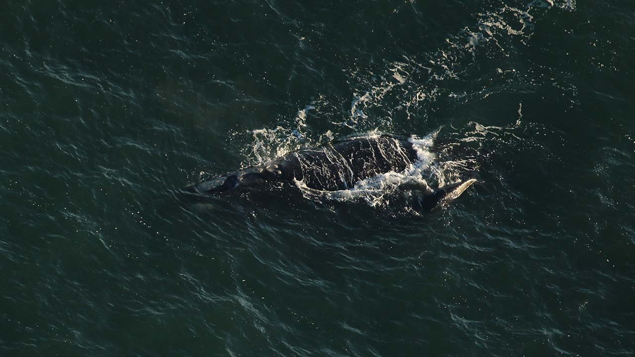 A right whale mother and calf swimming side by side