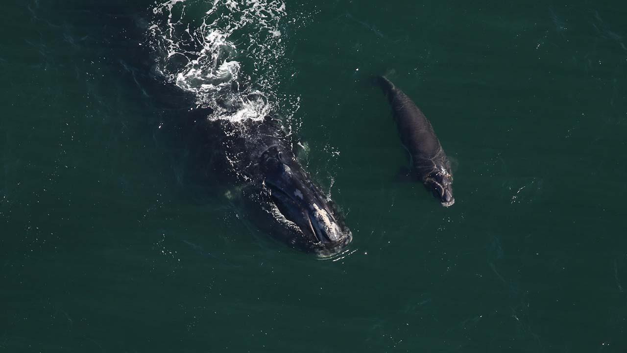 A right whale mother and calf