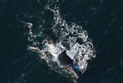 A right whale mother and calf