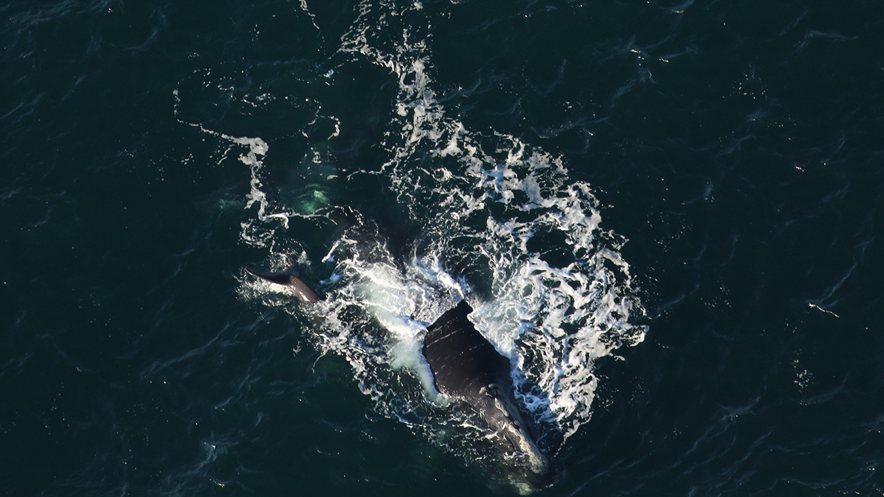 A right whale mother and calf