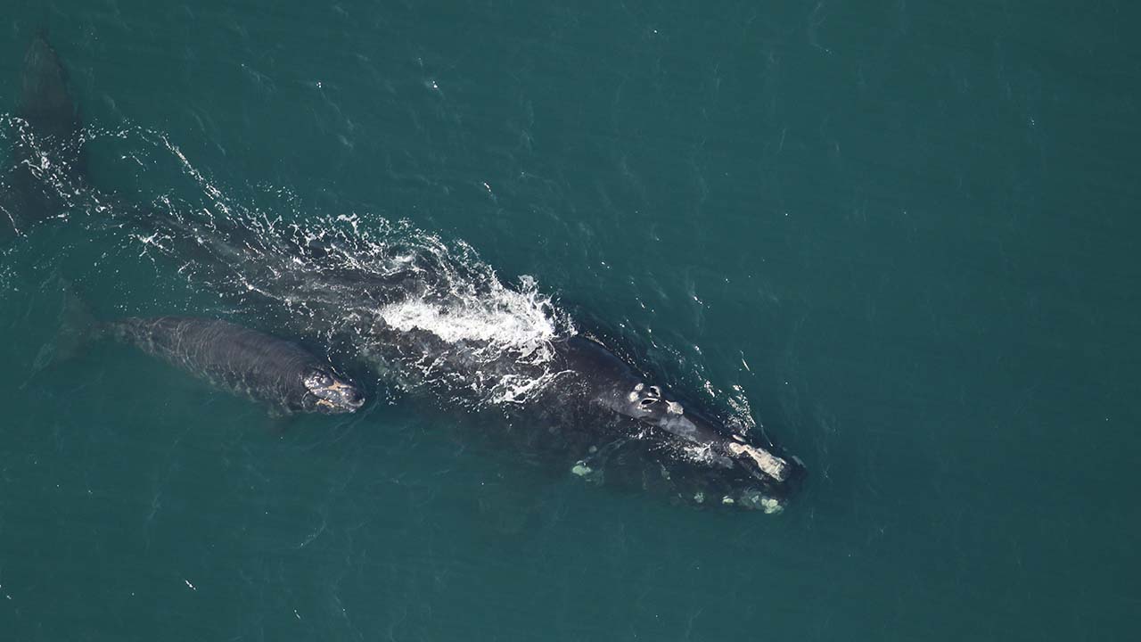 A right whale mother and calf