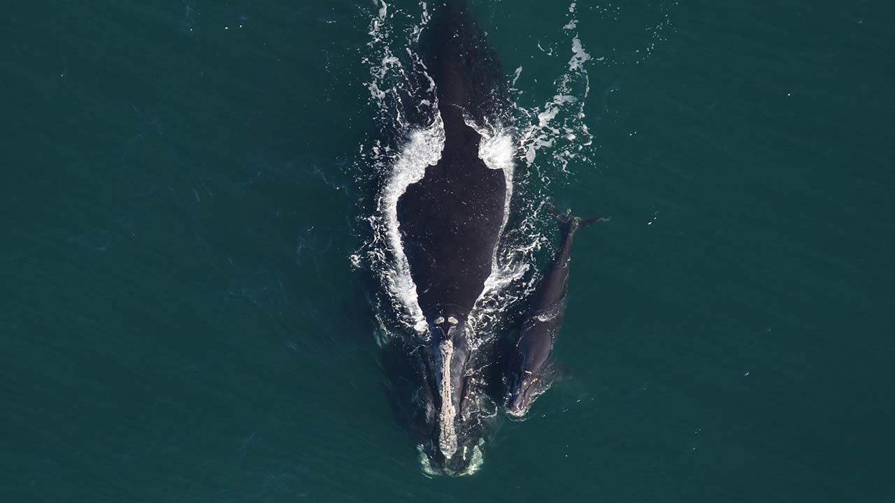 A right whale mother and calf swimming side by side
