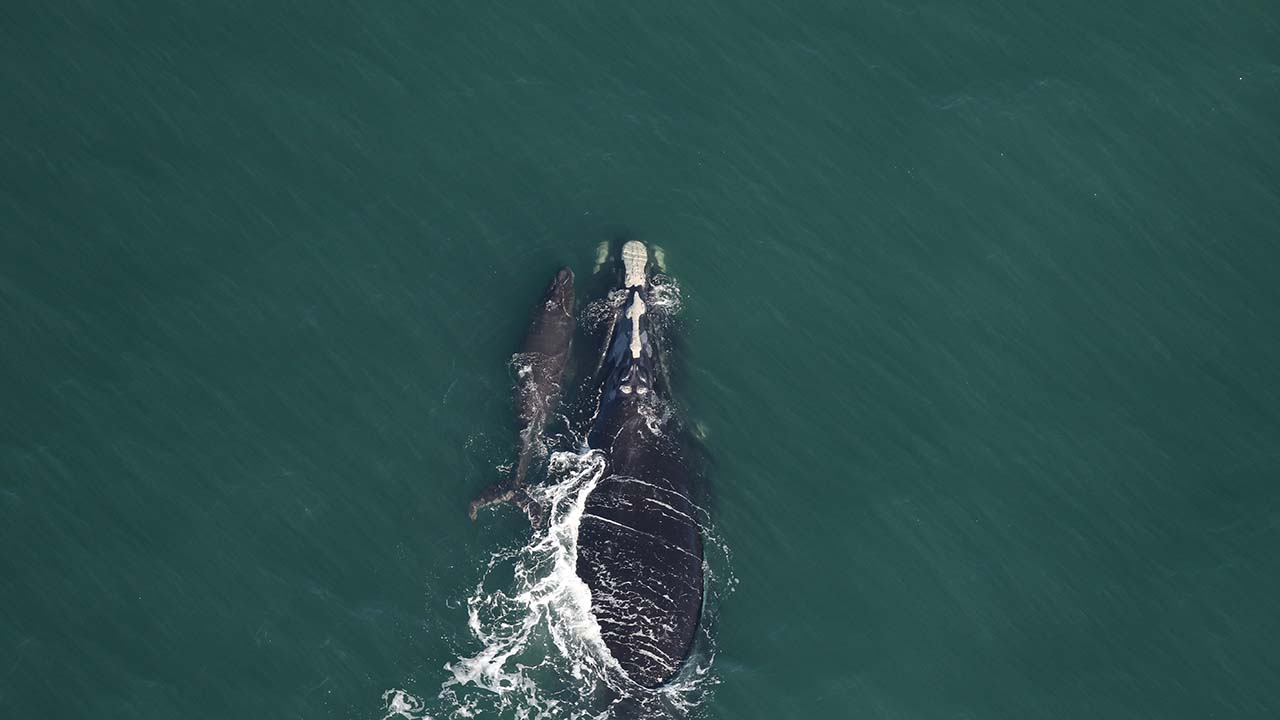 A right whale mother and calf