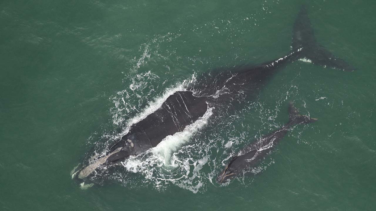 A right whale mother and calf swimming side by side