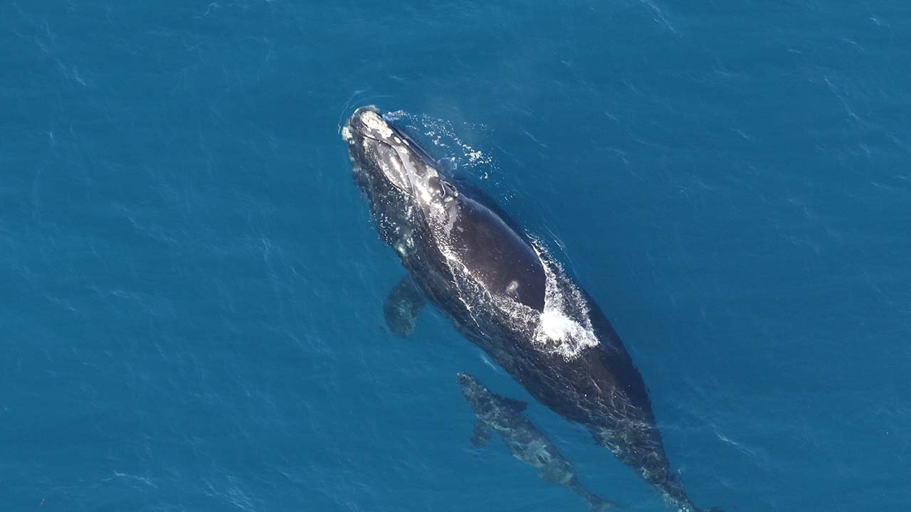 A right whale mother and calf swimming side by side