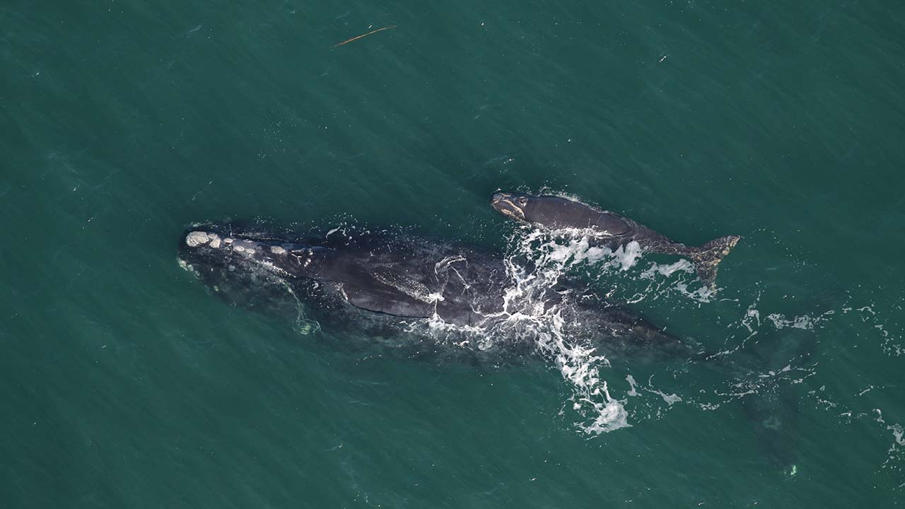 A right whale mother and calf swimming side by side