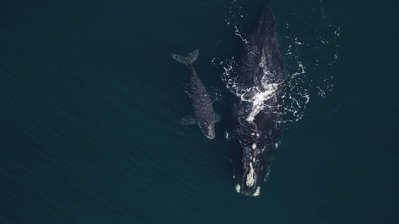 A right whale mother and calf