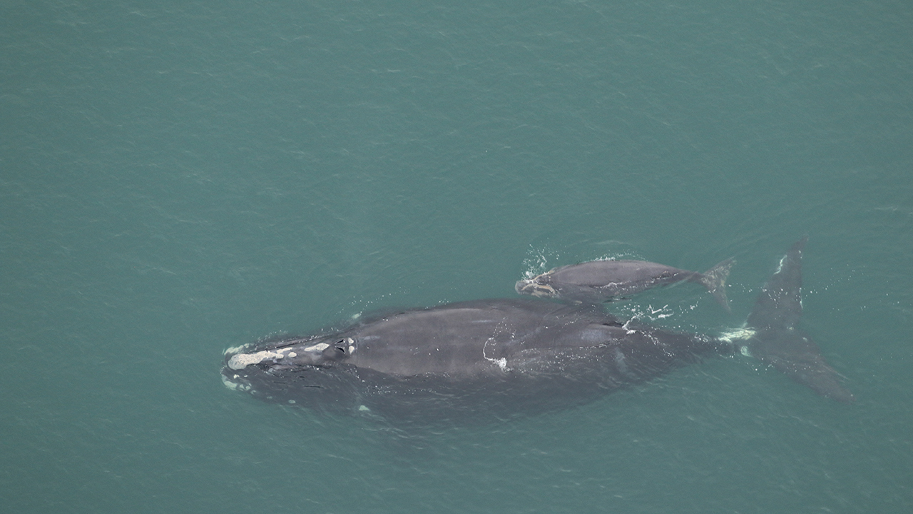 A right whale mother and calf swimming together