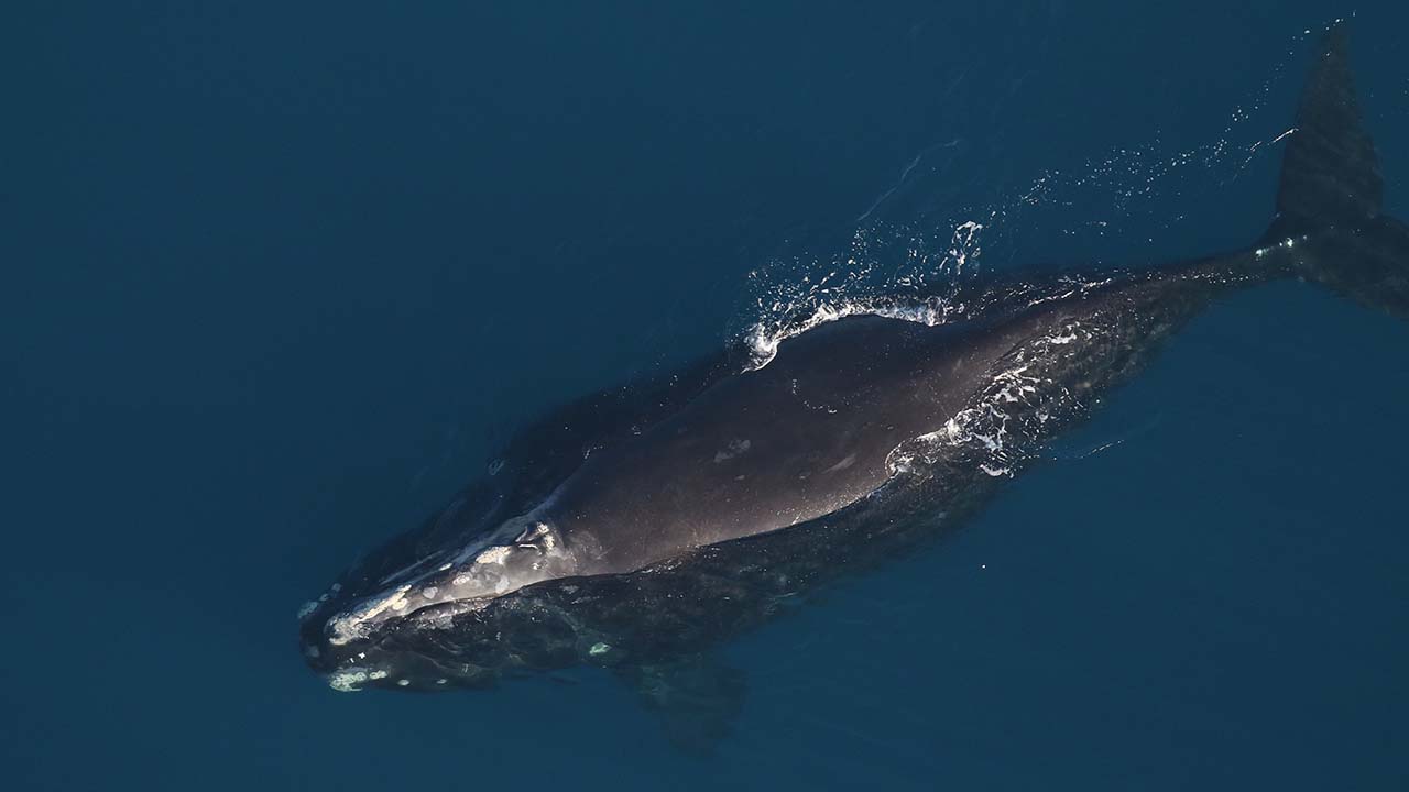 A right whale mother and calf