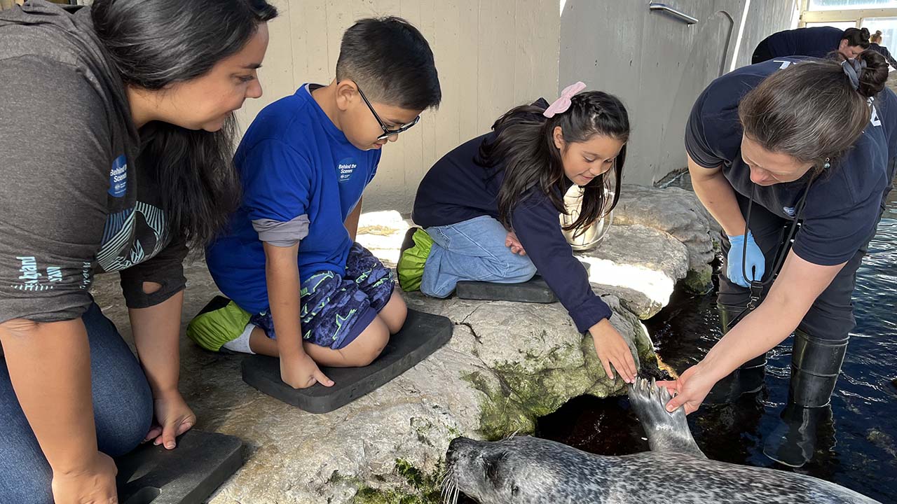 Three people interacting with a harbor seal beside a trainer
