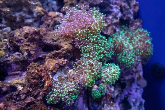 A coral with green glowing ends under a blacklight