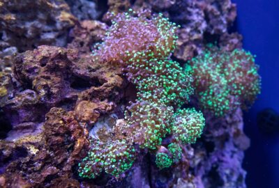 A coral with green glowing ends under a blacklight