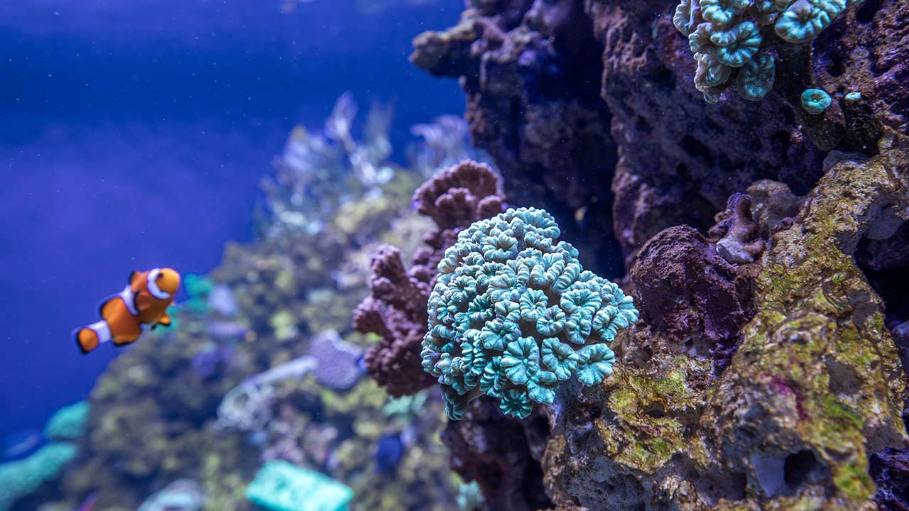 Underwater scene with colorful corals and a clownfish swimming