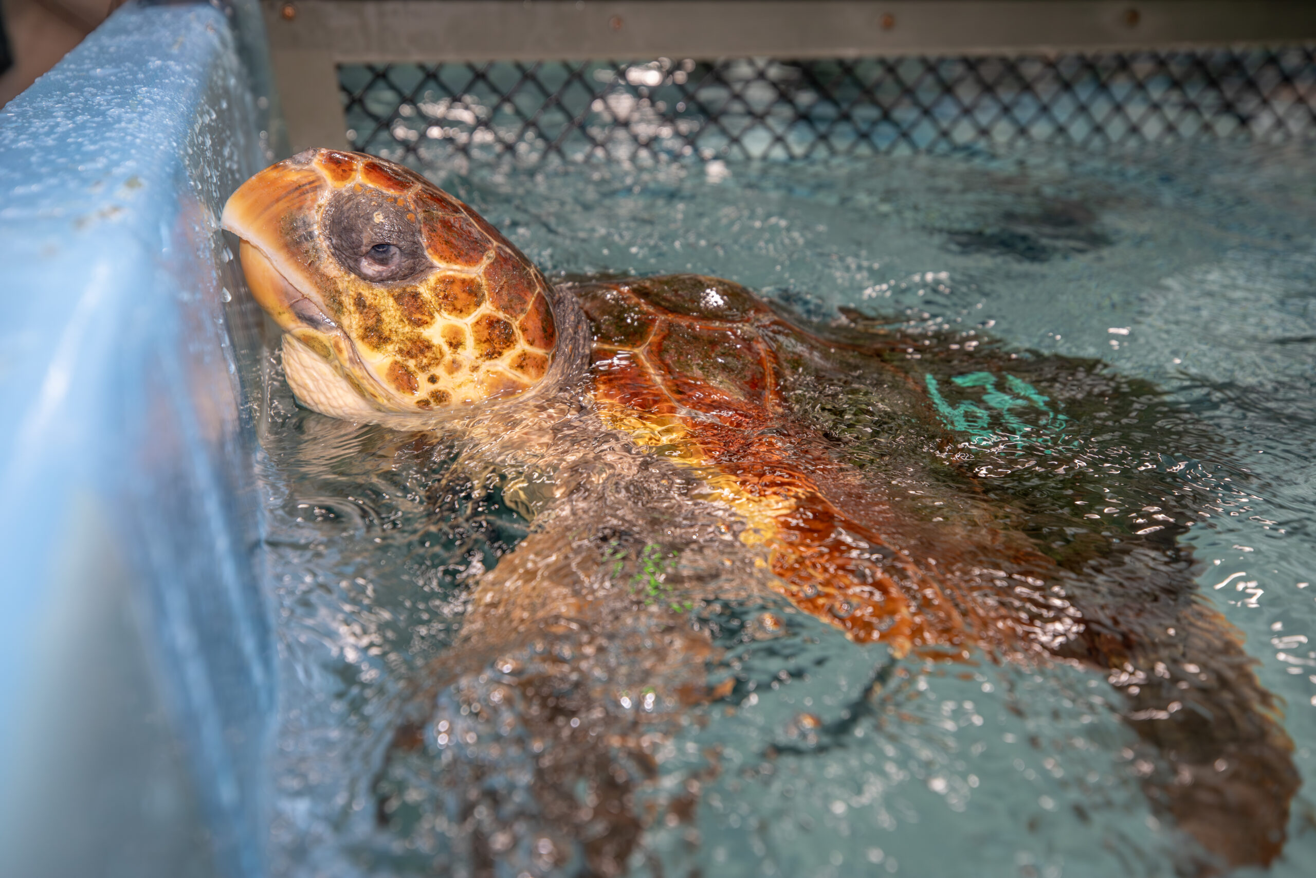 A loggerhead sea turtle