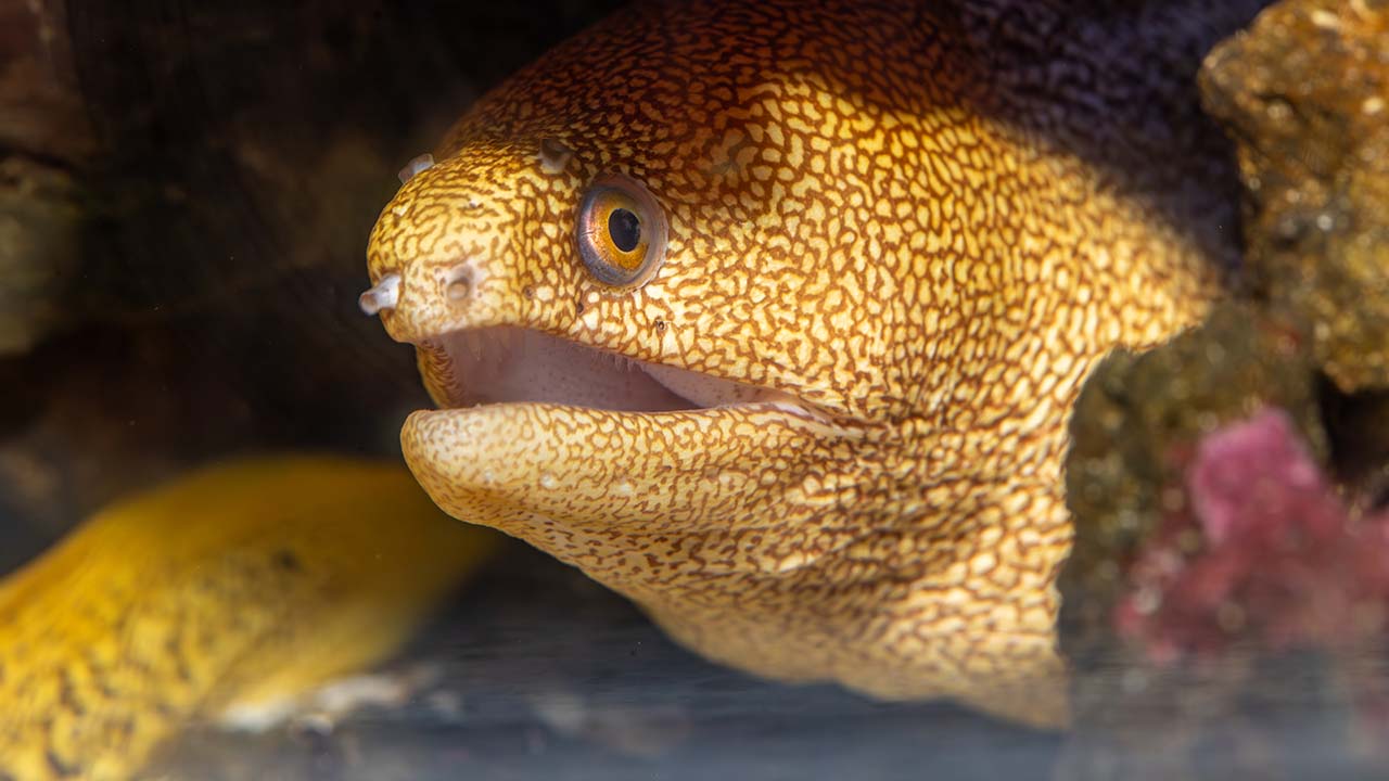 Close-up of a moray eel with a yellow and brown spotted pattern.