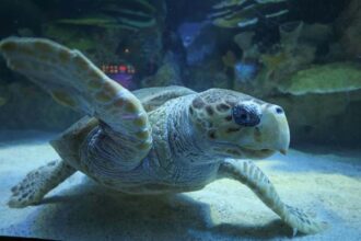 A sea turtle on the sandy bottom of an aquarium