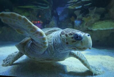 A sea turtle on the sandy bottom of an aquarium