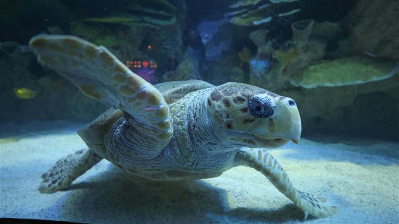 A sea turtle on the sandy bottom of an aquarium