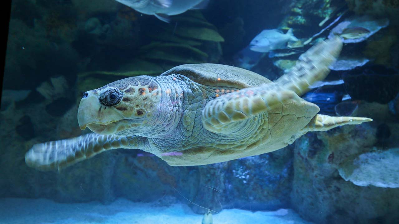 A sea turtle swimming in an aquarium with fish and coral in the background