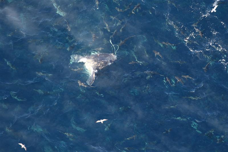 An aerial view of sharks feeding on the carcass of a North Atlantic right whale