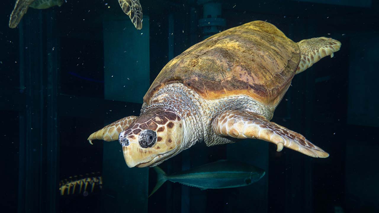 A sea turtle swimming against a dark background