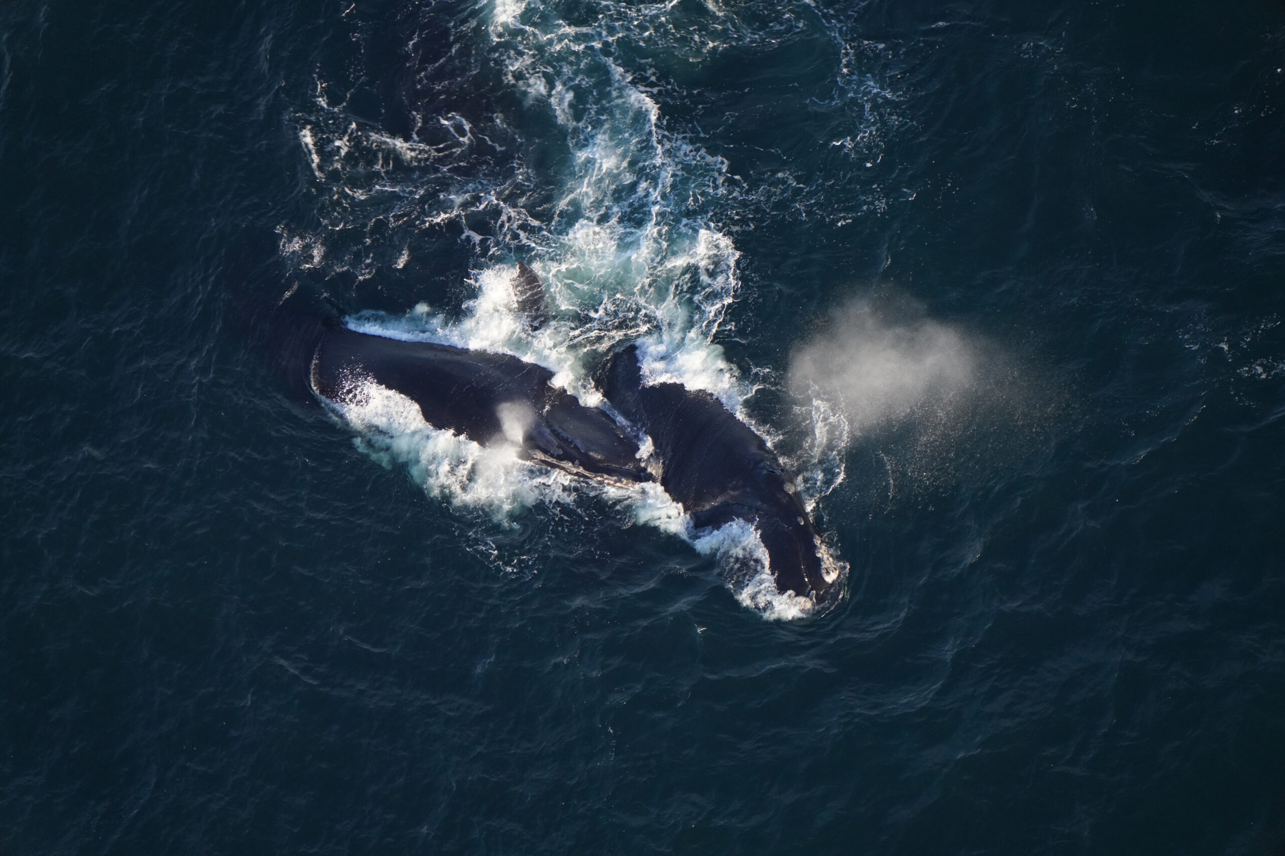 Two right whales seen surfaced south of Nantucket. 